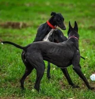 中國古老犬種:細犬--即將消失的獵犬