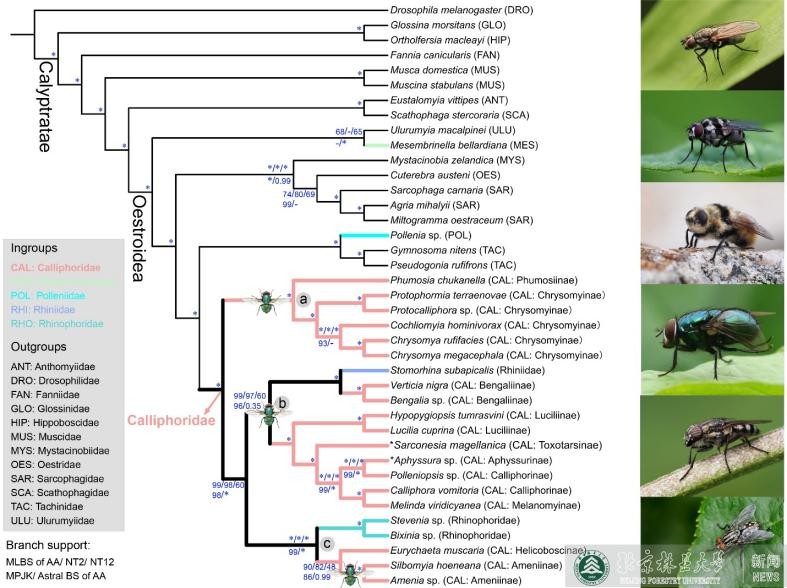 揭秘！北京林业大学科研实力如何？仅一个月，就有8项成果引发全球关注！