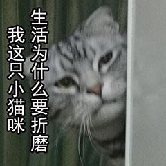 猫咪表情包合集你这是想干嘛呀？