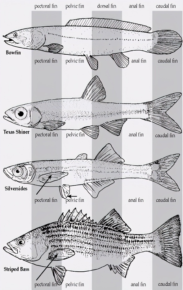鱼为什么会游泳？