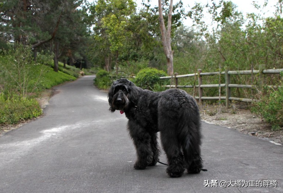 十大适合家养的中型犬推荐，大型犬也能居家喂养