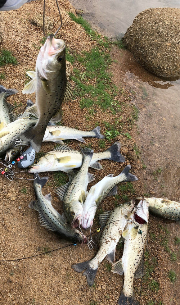 海南釣友,水庫釣起幾十條鱸魚