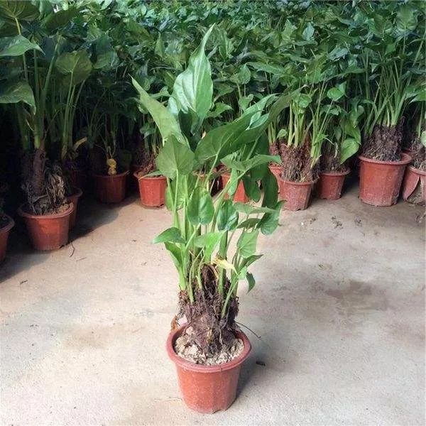 很耐阴的5种盆栽观叶植物,晒多了叶子会晒伤,严重时会枯萎