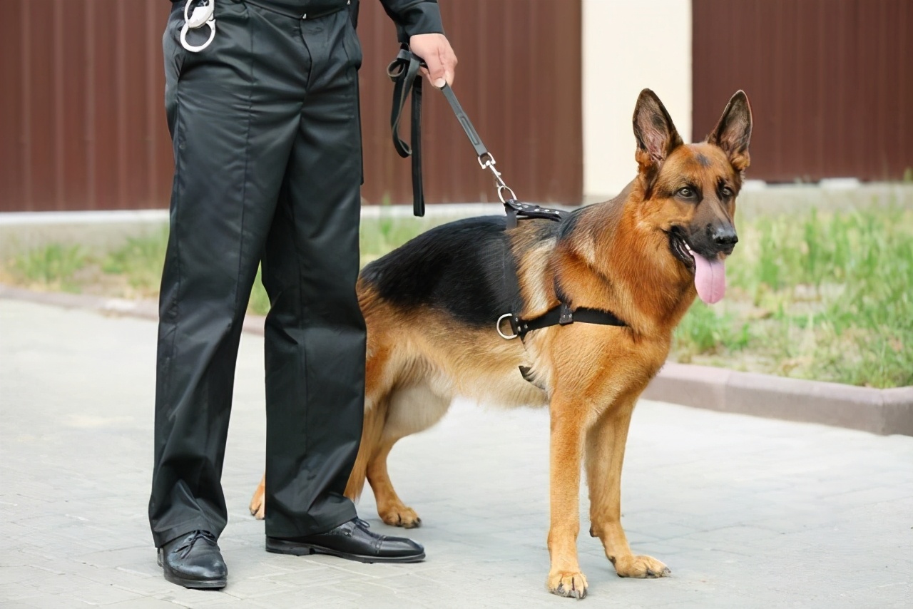 护卫犬前十名图片