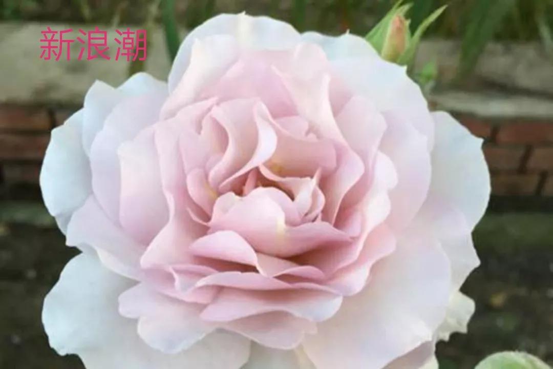 艾莎月季优缺点月季（常见切花月季详细介绍）