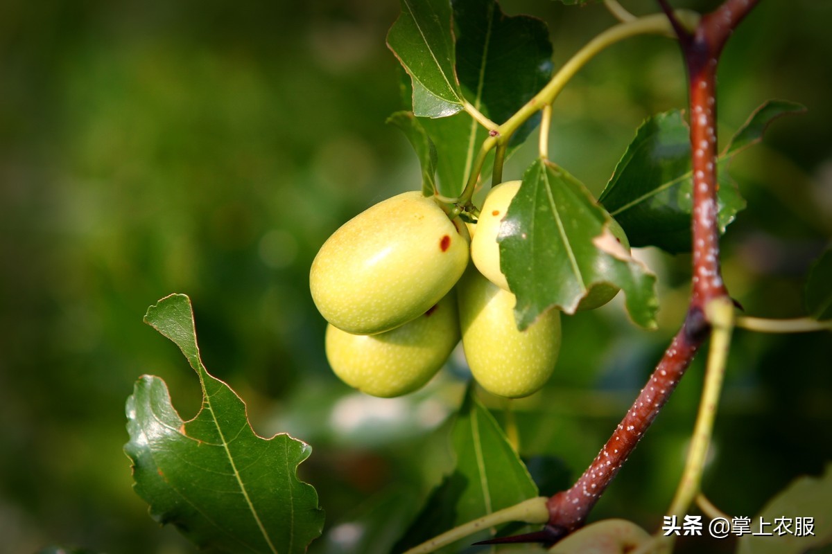 这种长得像苹果的枣，其实是青枣