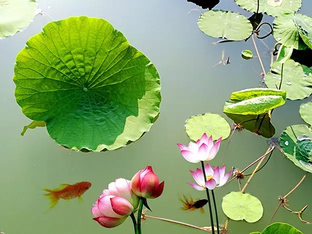 重庆看荷花的地方来啦！错过再等一年......