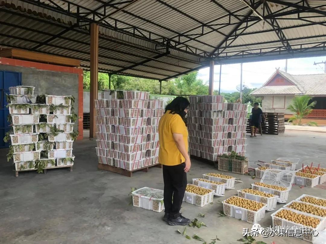 龙眼什么时候开花（泰国龙眼的等级区分标准）