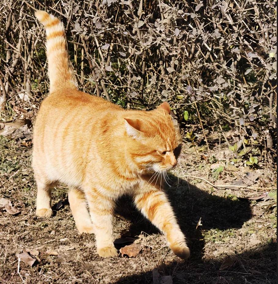 惊艳眼球！最近，陕西高校“最美校花”高清大图曝光