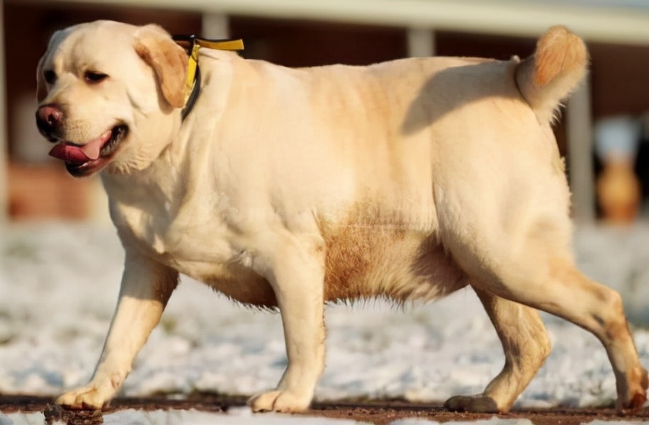 纽芬兰犬好不好养（6种公认最无攻击性的犬类）