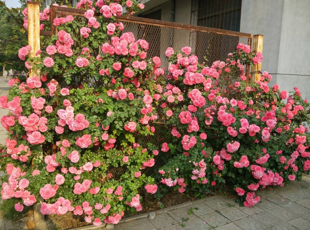 你家藤本月季耐寒或耐热吗?一文搞懂藤本月季地栽的基本要求