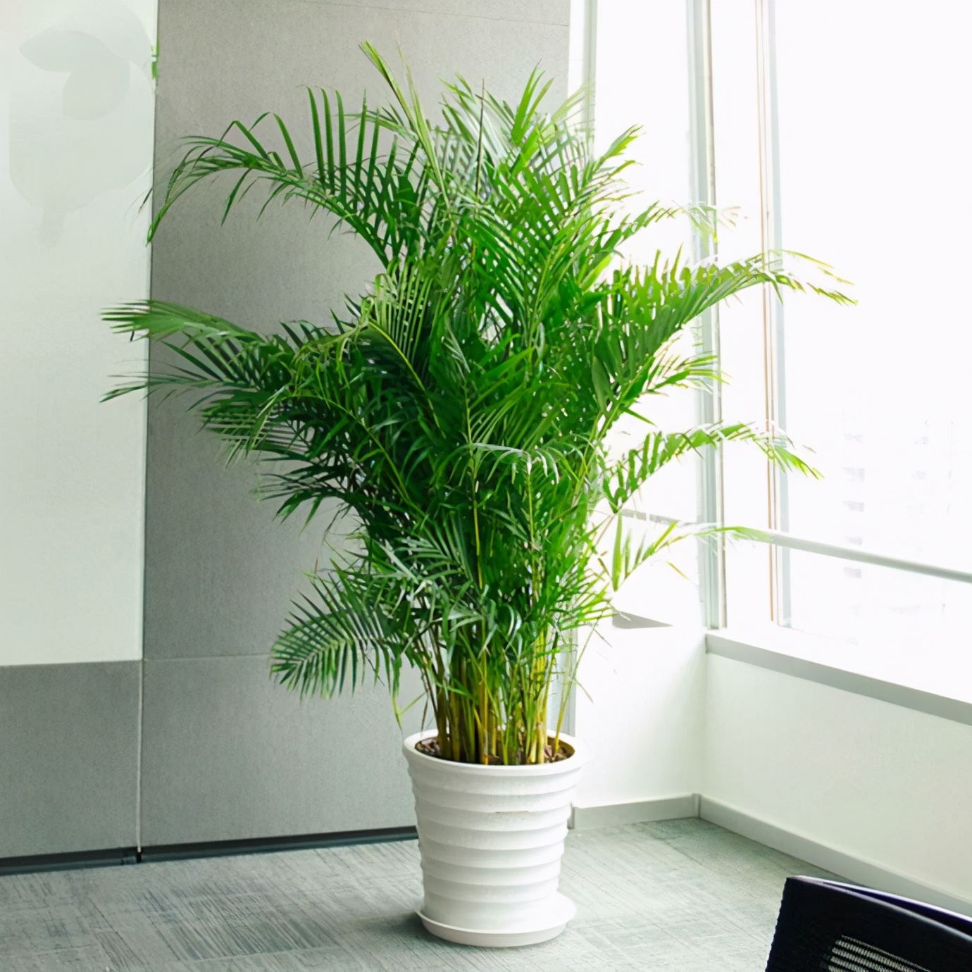 花友:三种"竹子"能当花养