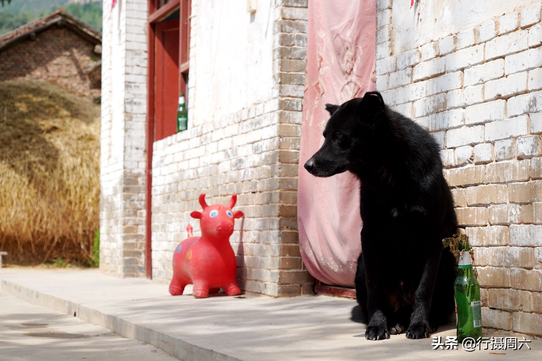 黑熊狗长什么样（黑熊犬的特征和成长图片大全）