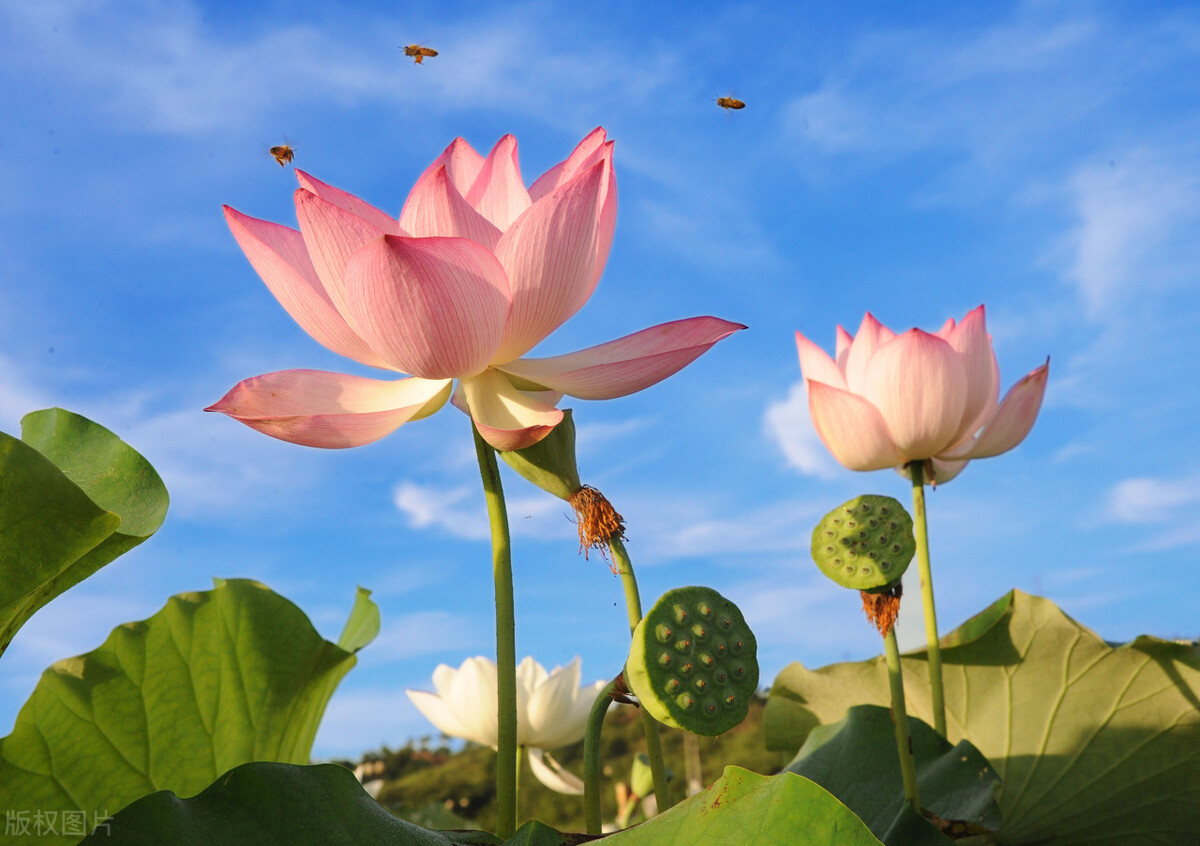 读诗｜云赏花：荷——出淤泥而不染