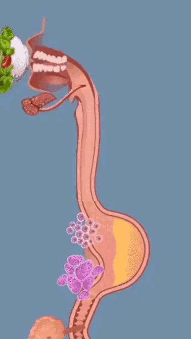 胃的蠕动过程图图片