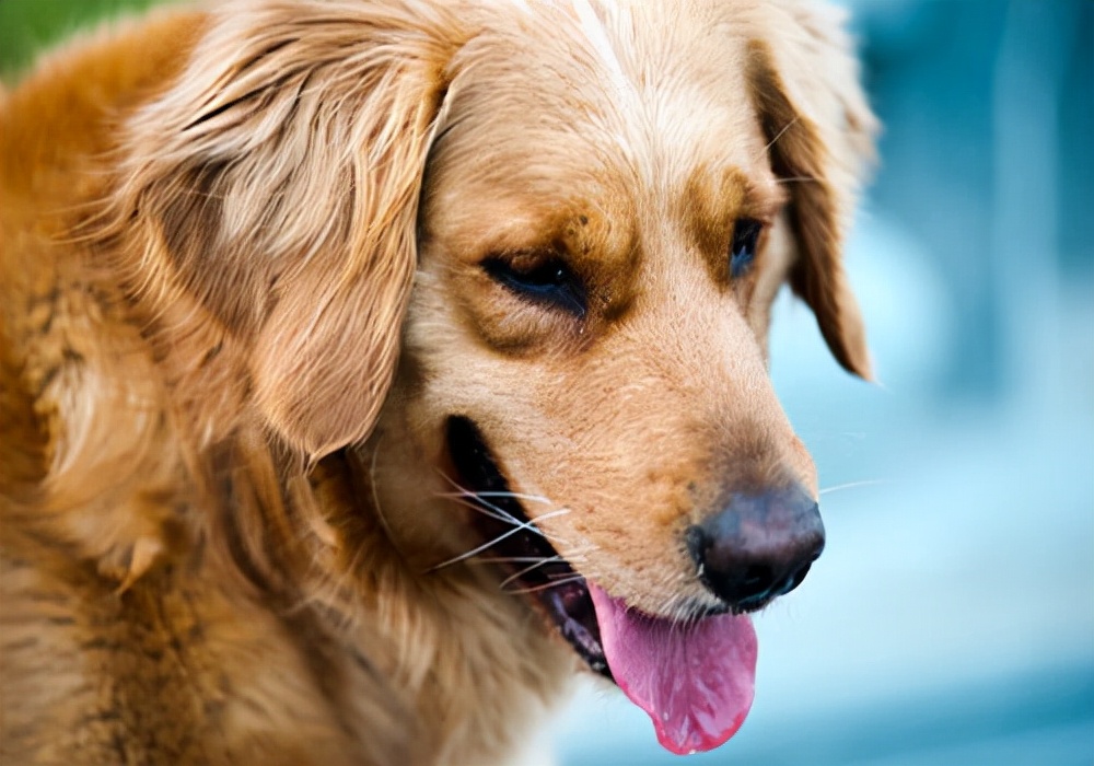 狗狗呕吐怎么办？是什么导致的？有快速处理的方法吗？