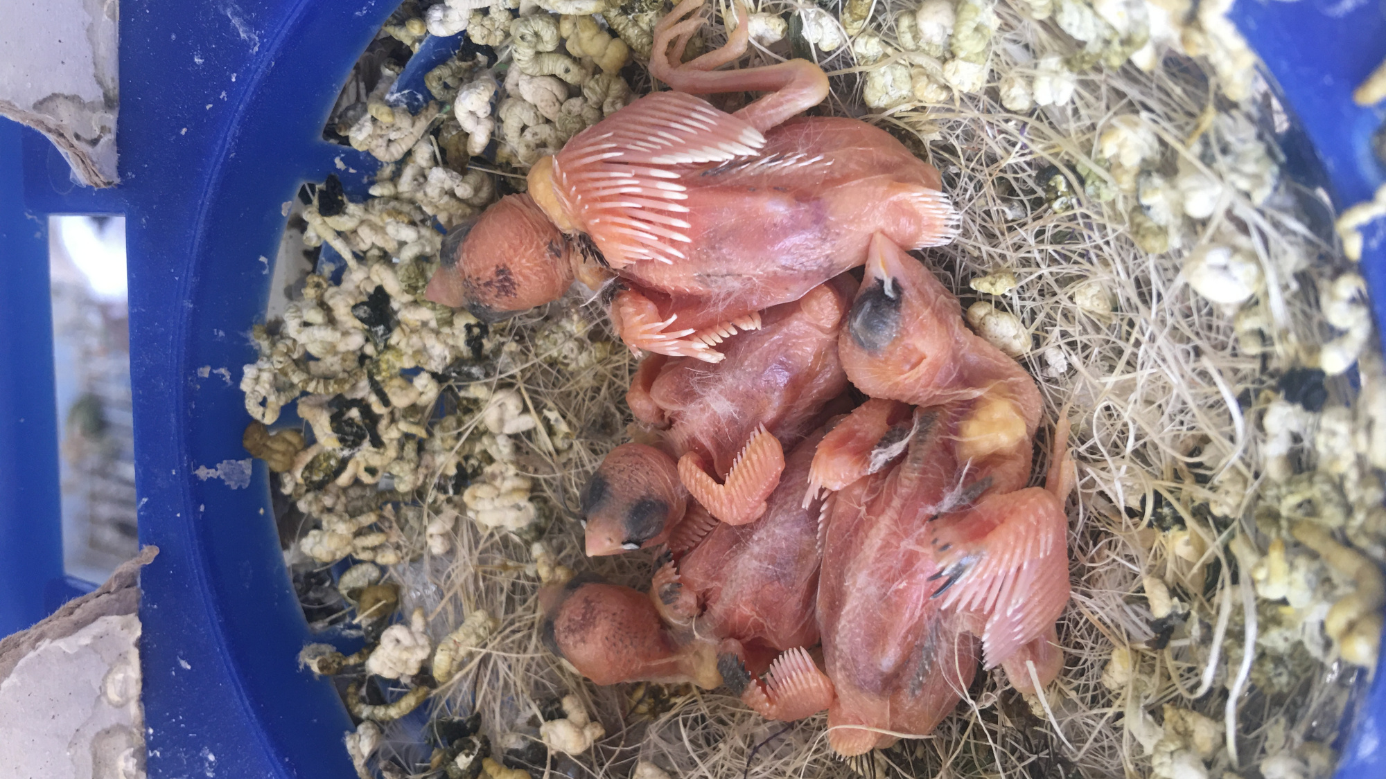 遇到雏鸟不会自己张嘴索食,不用发愁,只要有一部手机轻松搞定