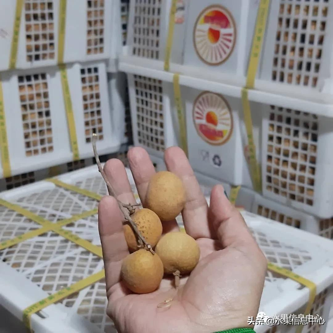 龙眼什么时候开花（泰国龙眼的等级区分标准）