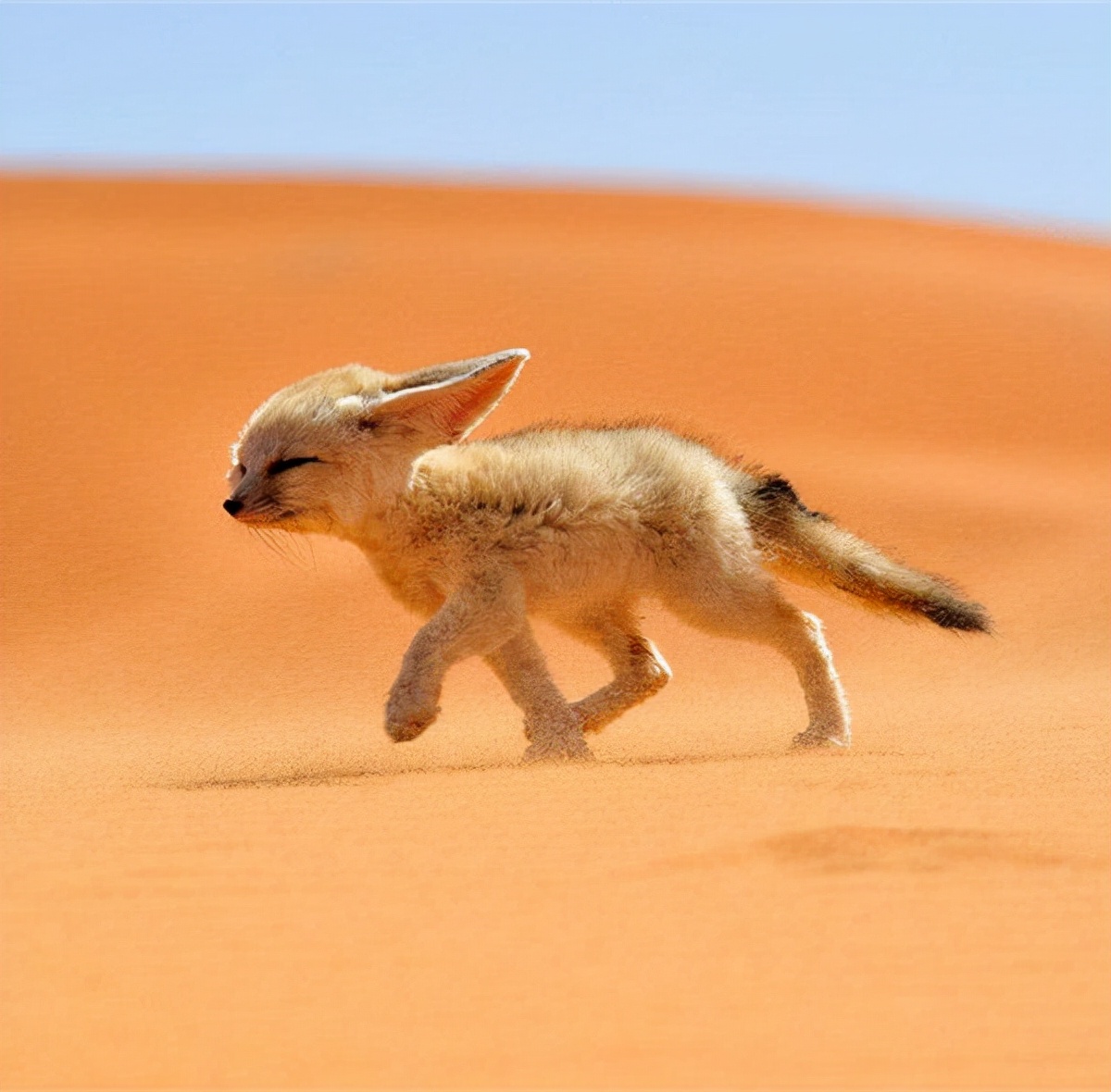 沙漠里常见的动物图片