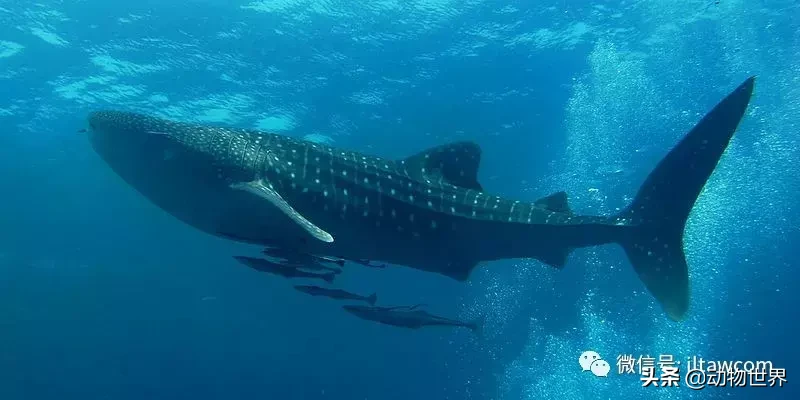 "鲸鲨 whale shark"这个名称来自鱼类生物学,表示它的体型与鲸鱼一样