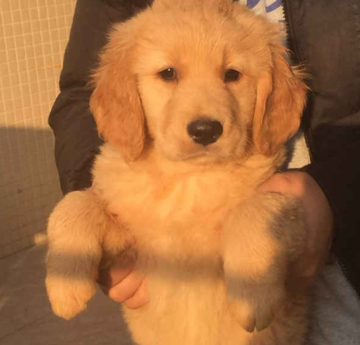 金毛犬要多少錢,金毛犬要多少錢一只