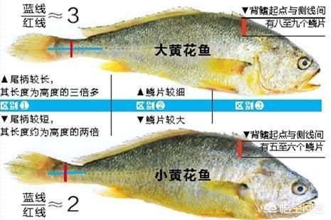 名"黄花鱼",它与同属于鲈形目石首鱼科黄鱼属的"小黄鱼"最大的区别是