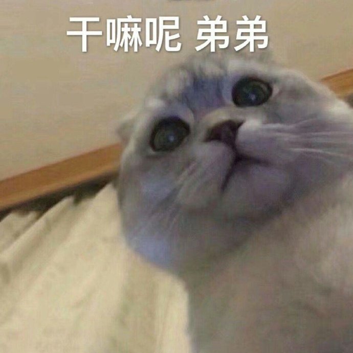 猫咪表情包合集王八蛋