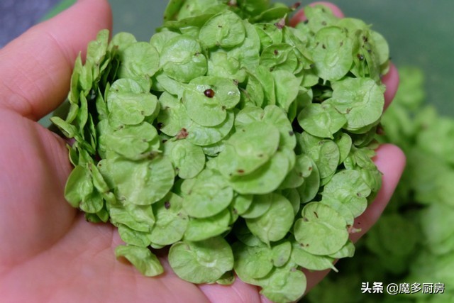 榆钱馒头怎么做好吃（榆钱馒头详细步骤简单易做超好吃）