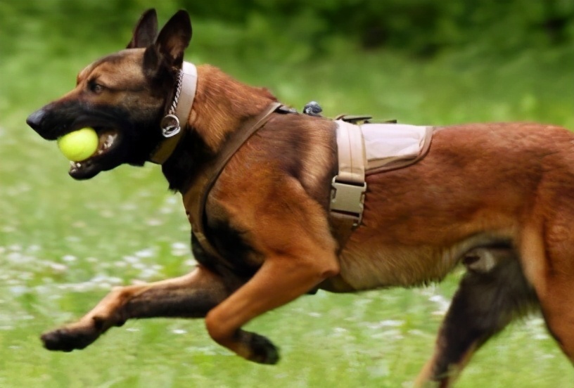 比利时马里努阿犬客厅图片