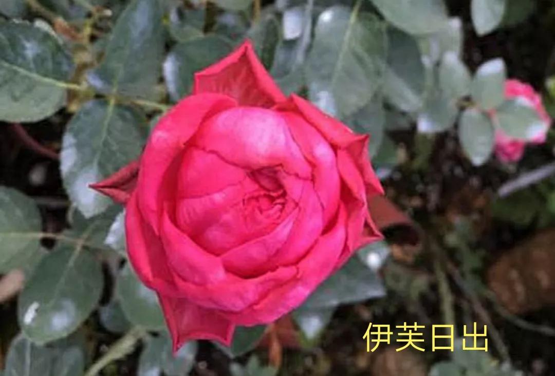 艾莎月季优缺点月季（常见切花月季详细介绍）