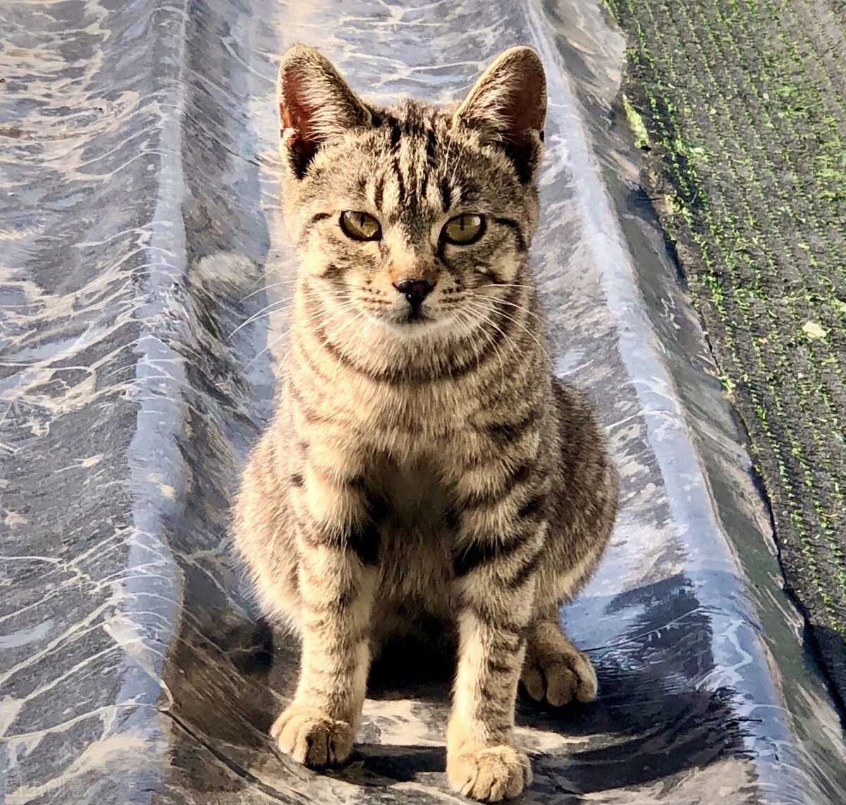 谁说土猫土，这些国内常见的土猫，你告诉我究竟哪里土