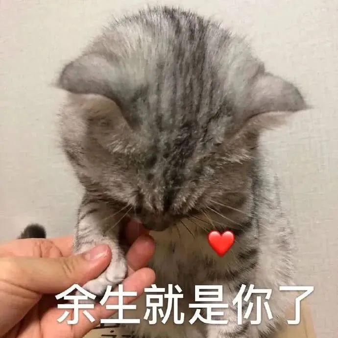 抖音五只猫摇头表情包动图