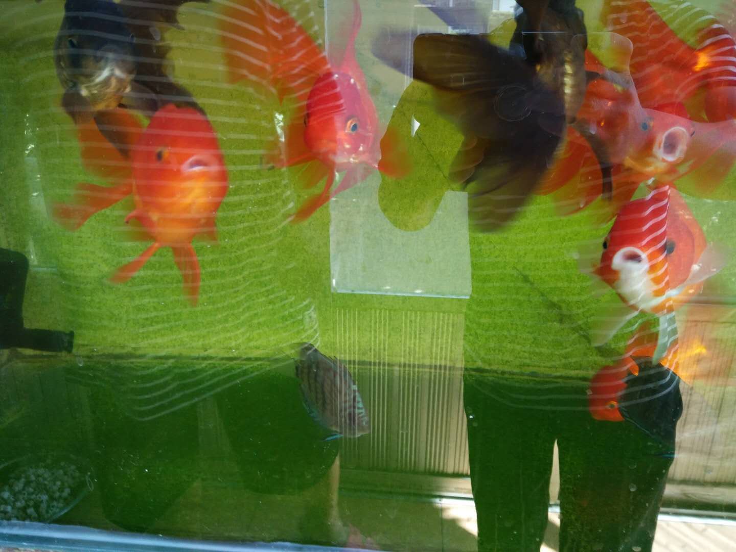 今天养鱼老道到老邹大叔家里参观他的那些可爱的观赏鱼宝贝们,发现了