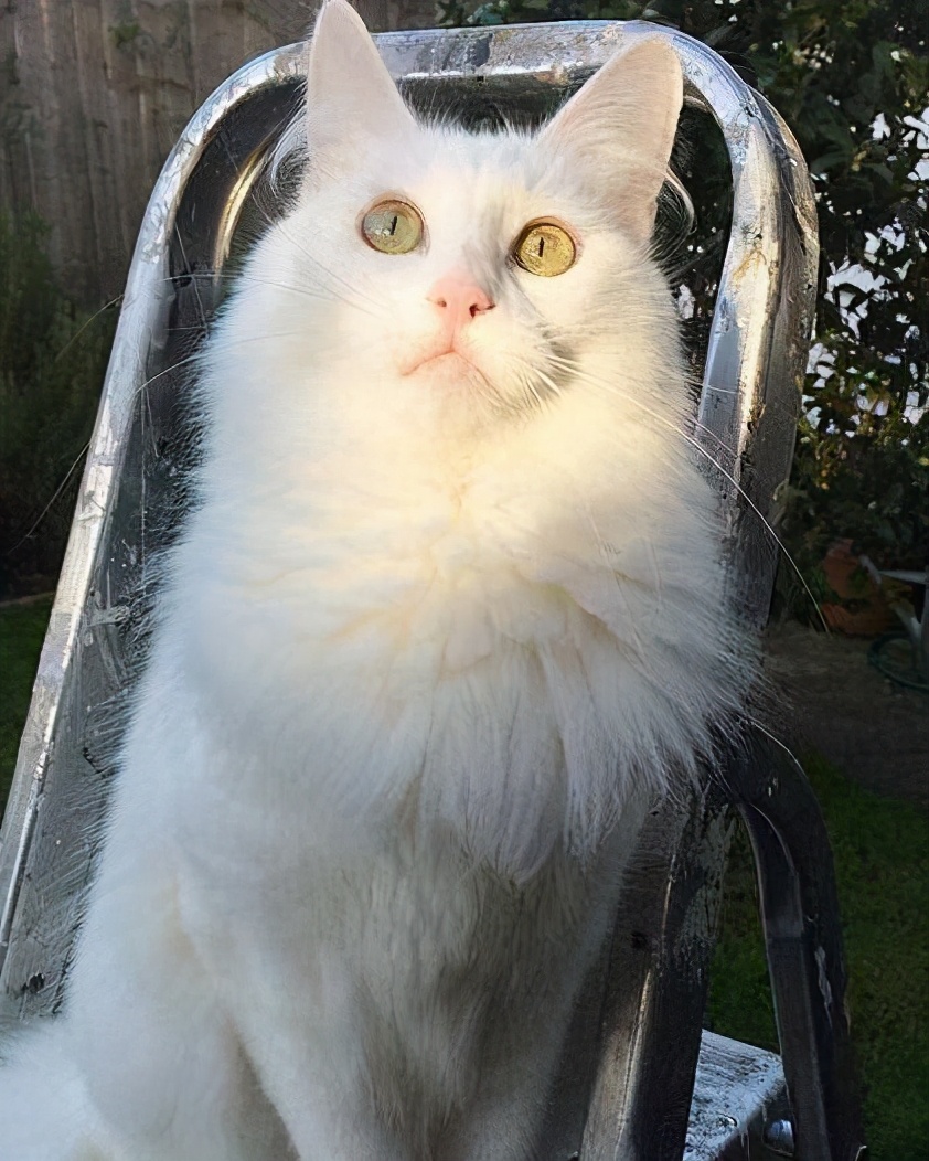 猫品种有哪些（公认颜值最高的10种猫咪）