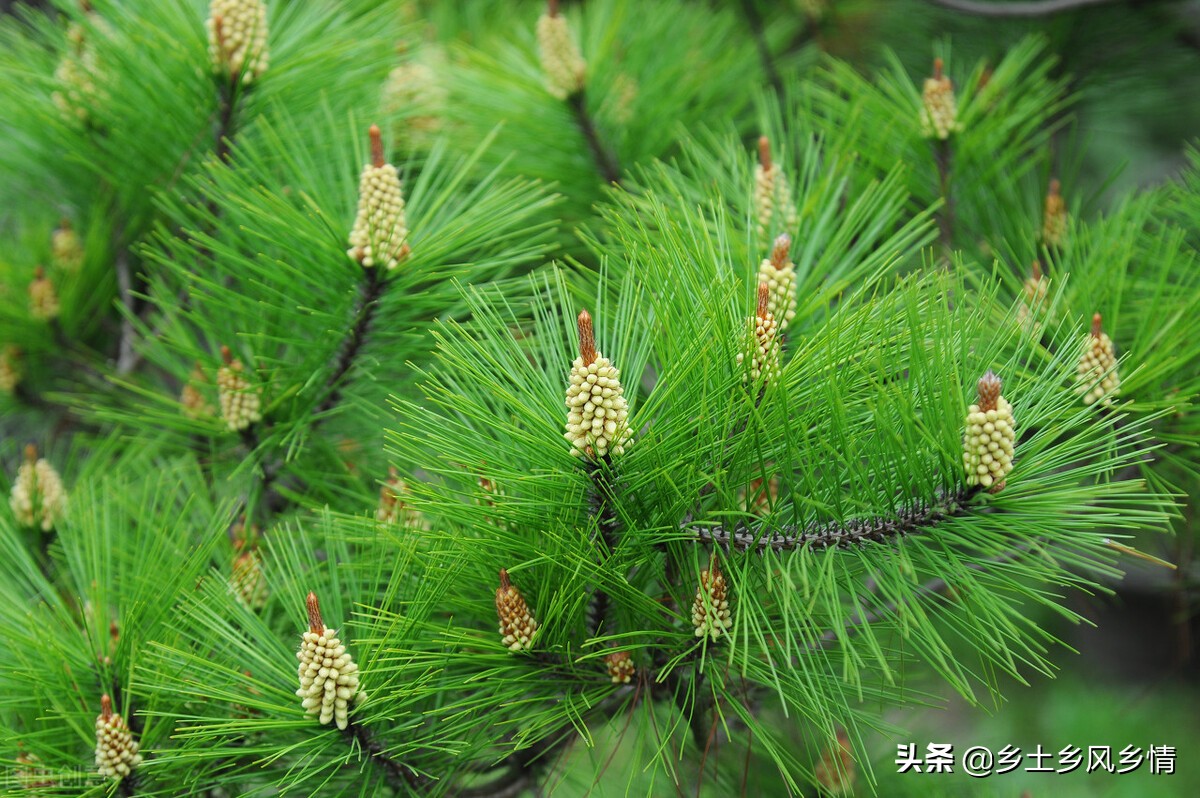 用这种添加剂喂猪，能提早20天出栏，还不用花钱农村到处都是