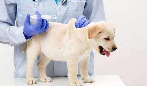 原来注射疫苗这么复杂，以后不给狗狗自己注射疫苗了