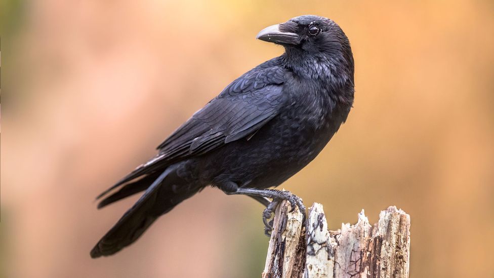 10种世界上非常聪明的动物，小白鼠上榜也就算了，猪也能上榜？