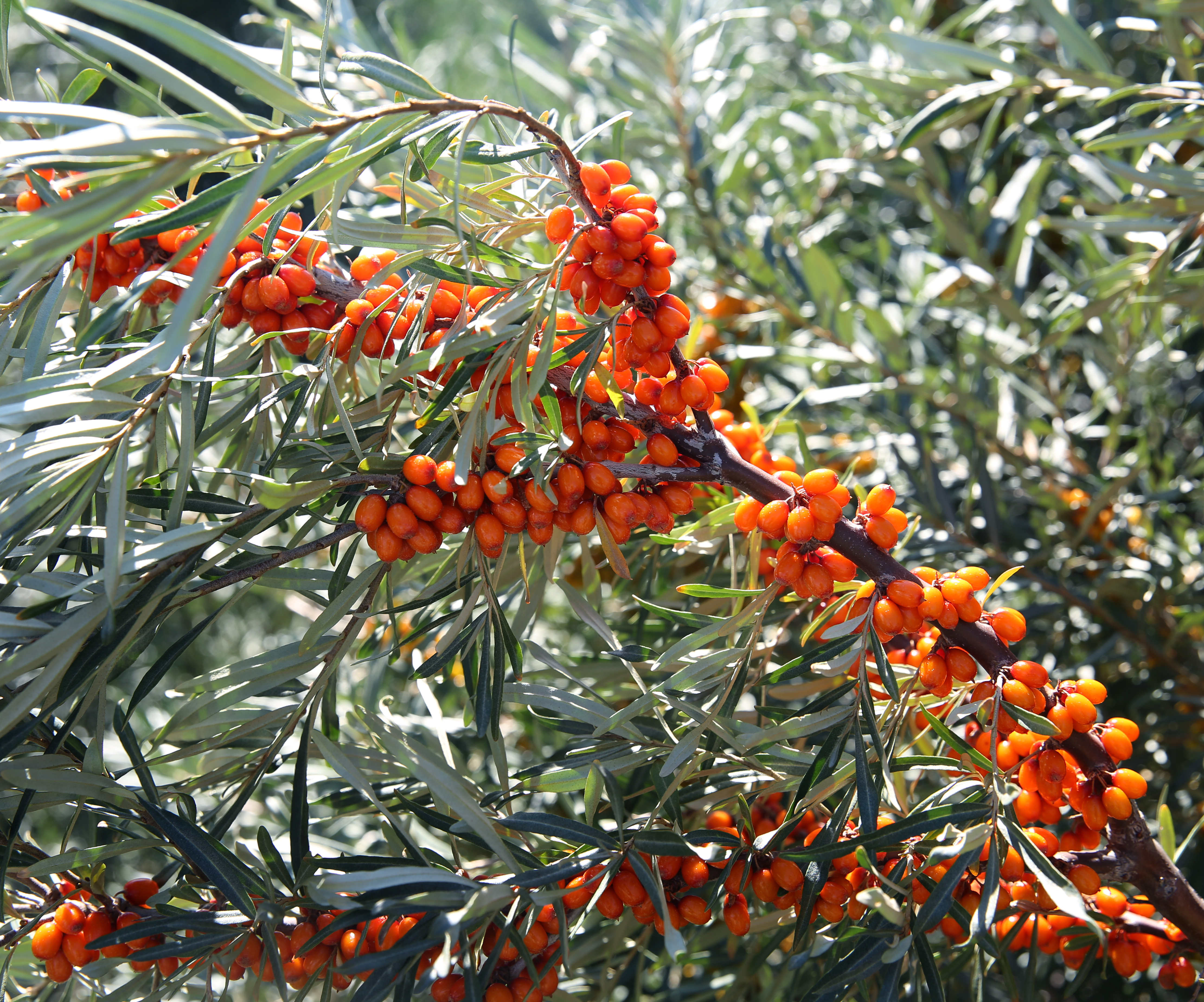 沙棘果图片(名震新疆的沙棘和沙枣) - 赤虎壹号