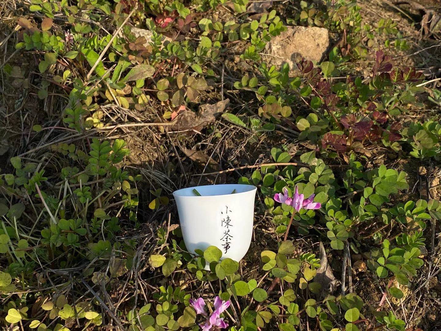 白茶属于红茶还是绿茶（喝懂白茶的7个基础知识）