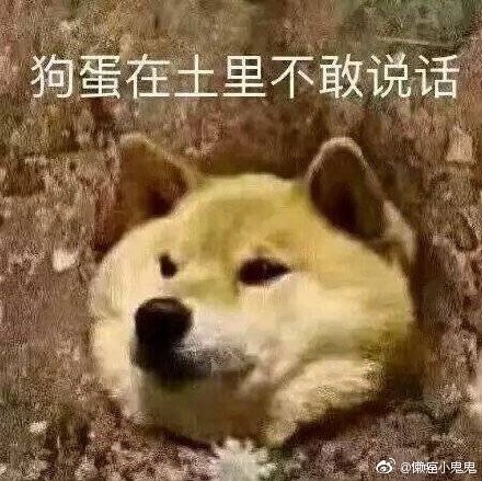 呆萌柴犬表情包：下面听我说，我们都是狗