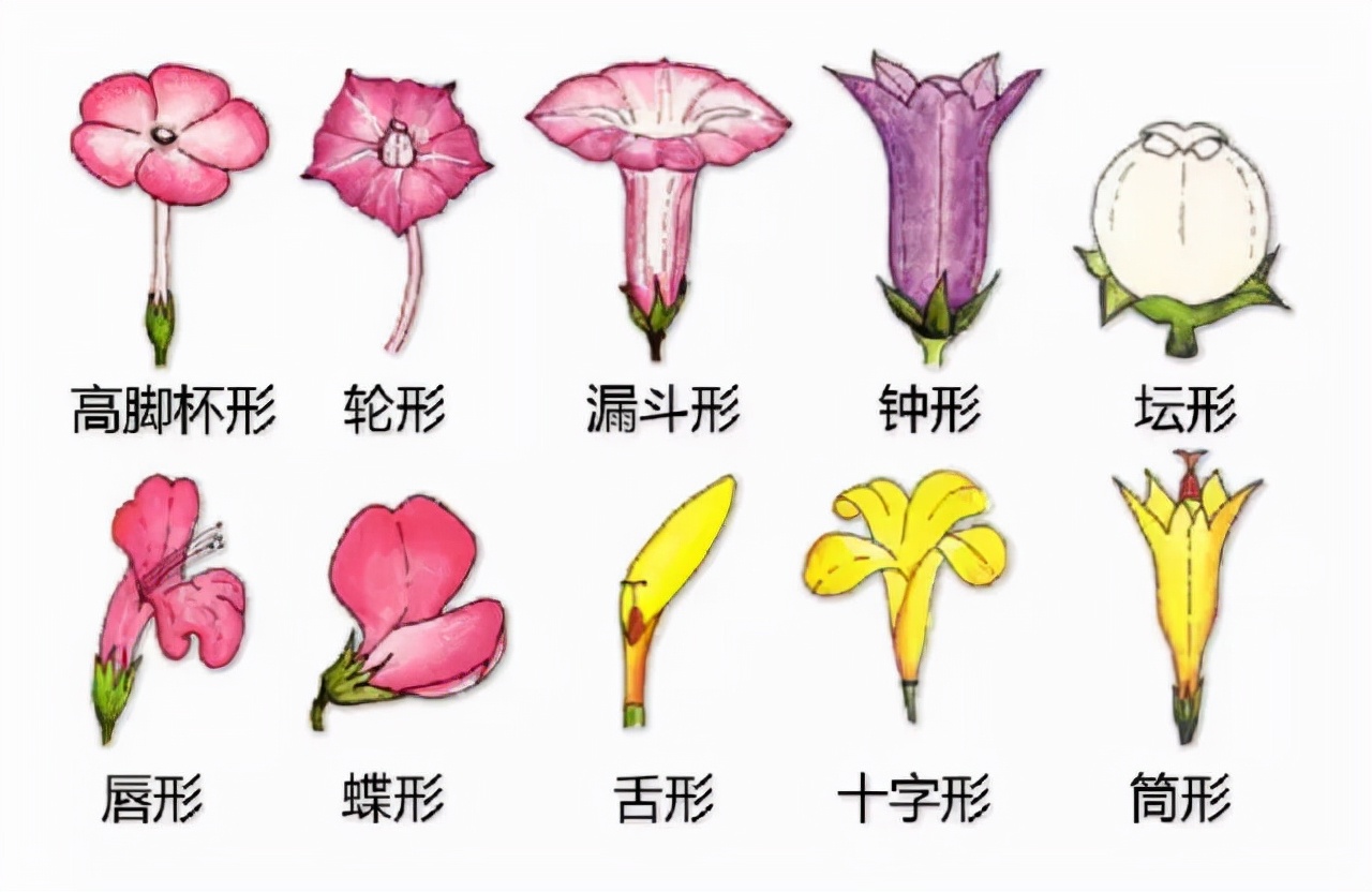 花的基本结构简图（教科书般的植物形态图解）