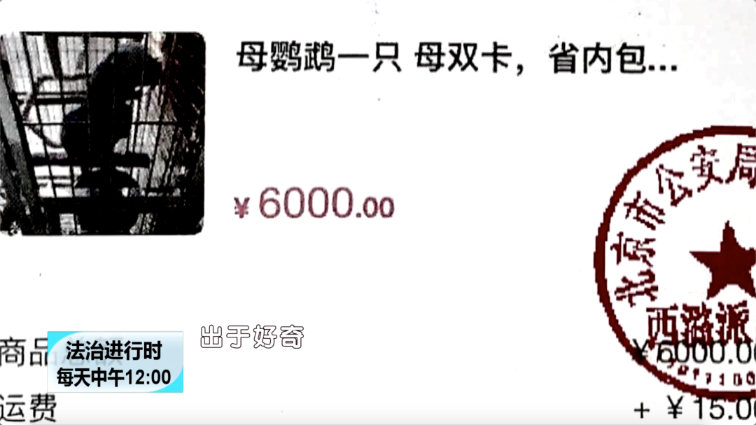 北京奇案：鹦鹉逃出鸟笼，竟然牵出刑事案件