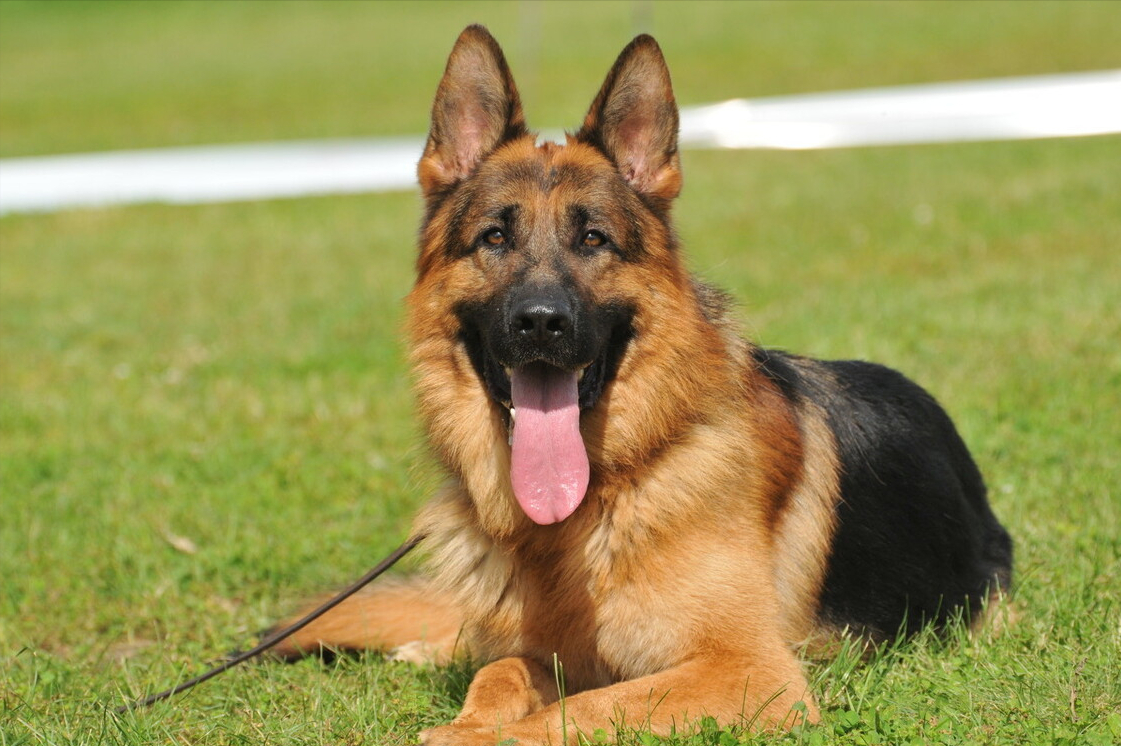 大型牧羊犬怎么养不容易死「记得收藏」 -骁龙网