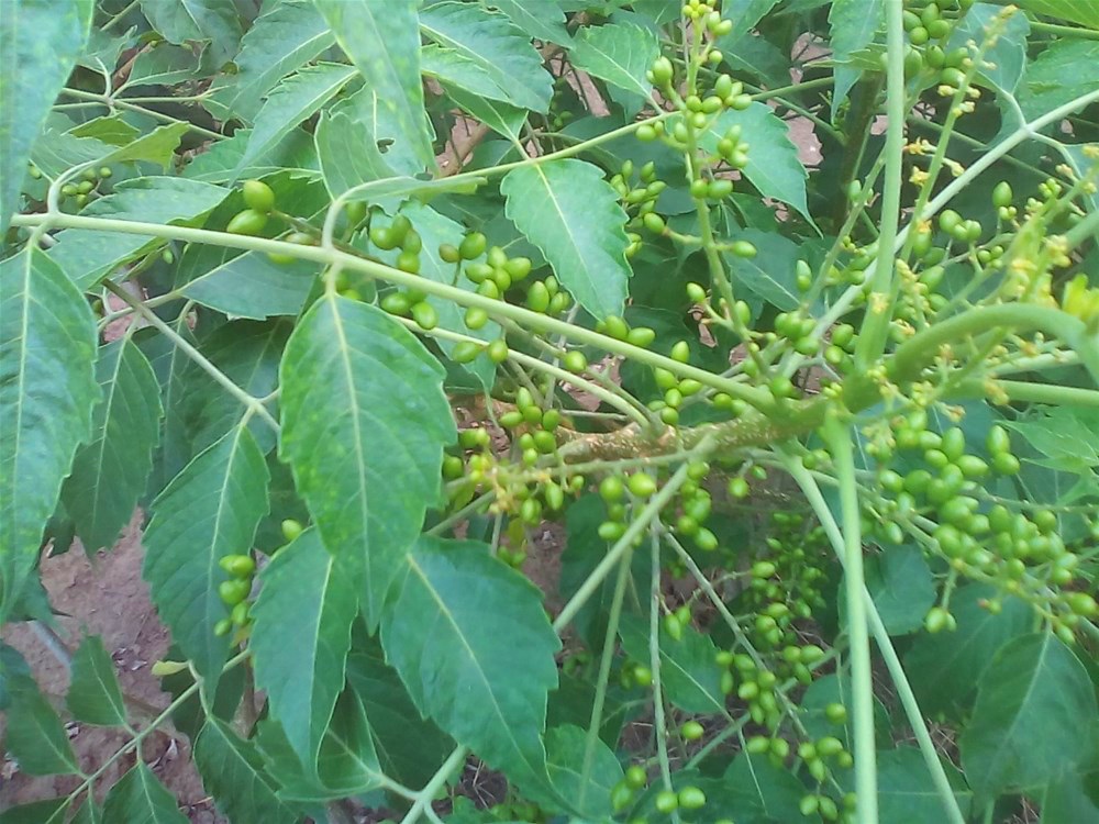 鸭胆(鸭胆油的功效与作用)admin4分钟前0000海报电