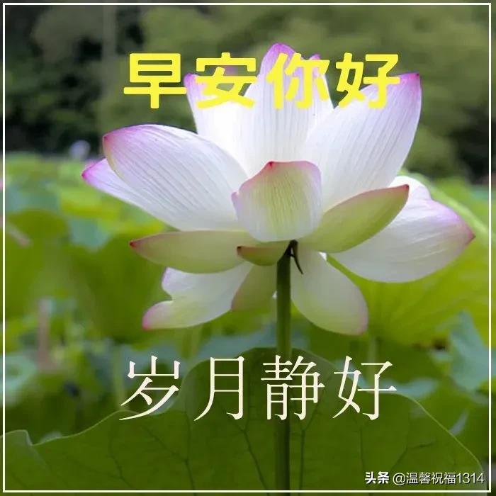 清晨发朋友圈的早安祝福问候语，清晨最美早安问候祝福语温馨短句