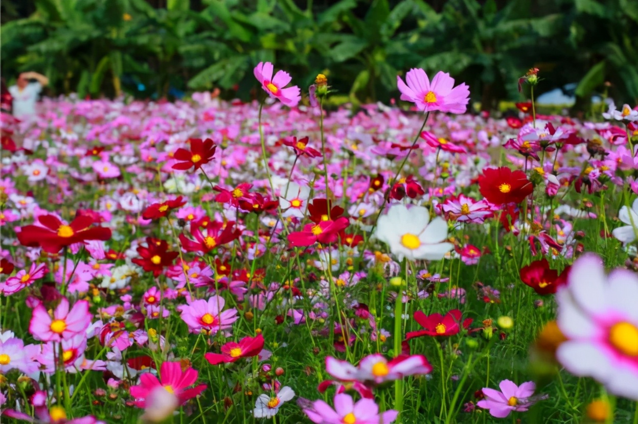 清明节去哪玩？重庆这些地方值得去踏青