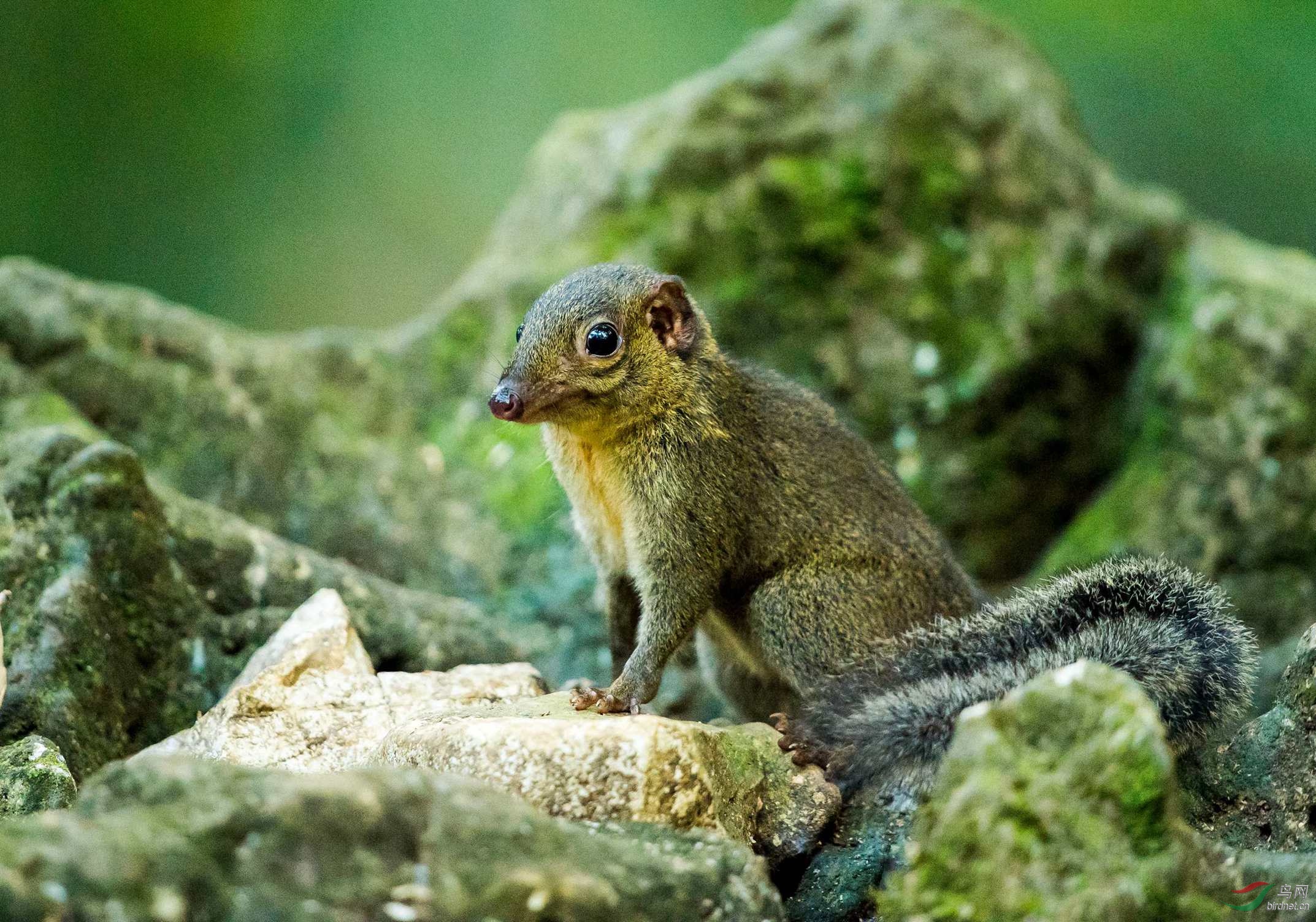 冬毛老鼠图片(盘点国内外30种宠物鼠) - 赤虎壹号