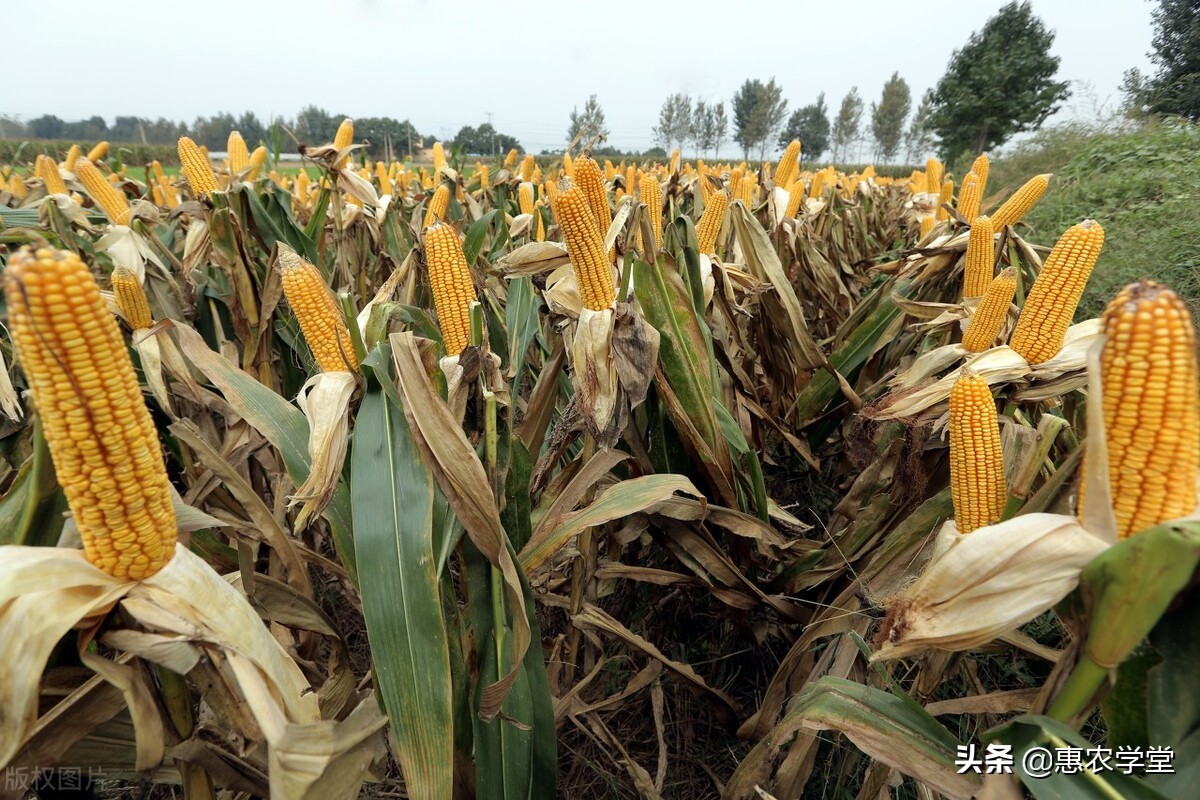 现在干玉米价格多少钱一斤？2021年10月玉米价格最新行情预测
