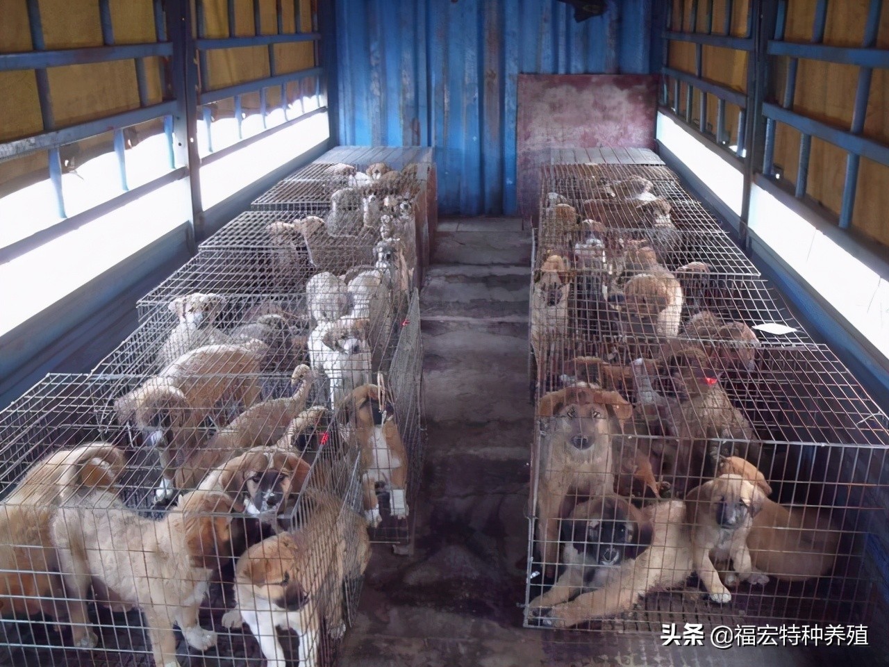 国家从5个方面杜绝返贫,肉狗苗价格养殖100只年利润有多少钱