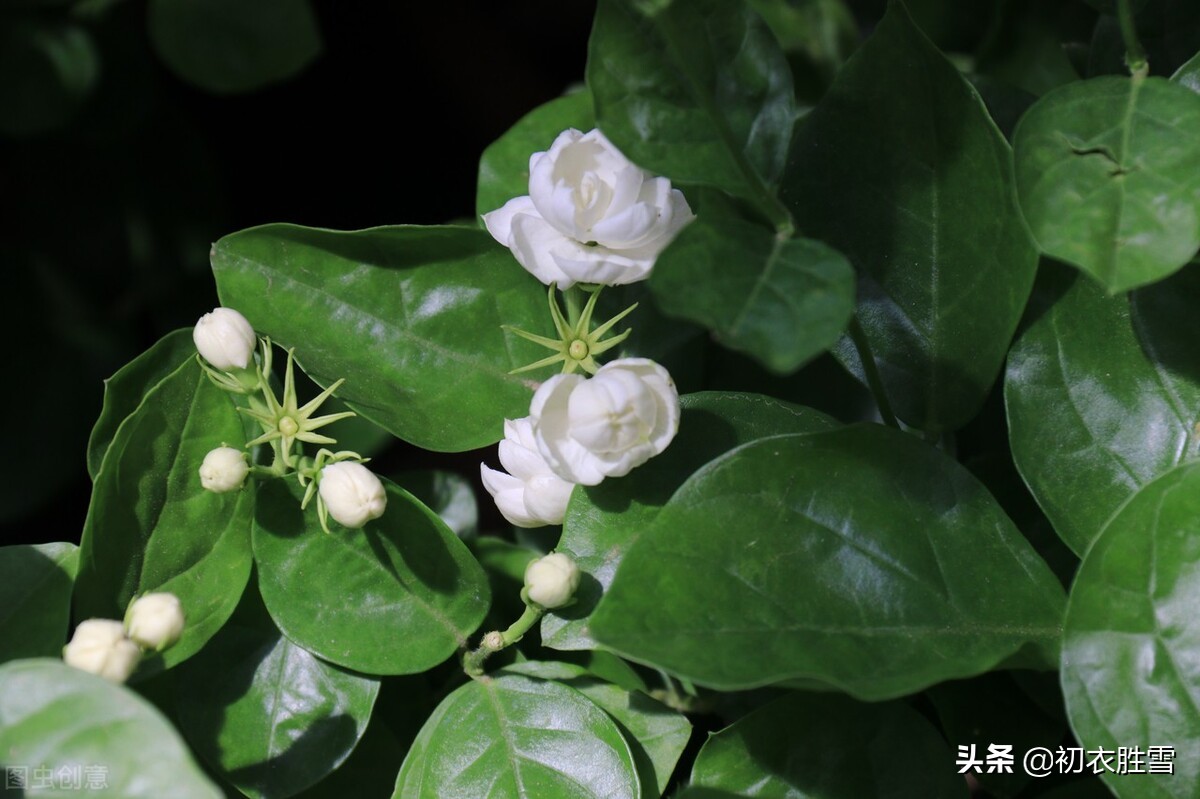 夏花茉莉美诗八首赏读：著人茉莉花如雪，茉莉心香细雨天